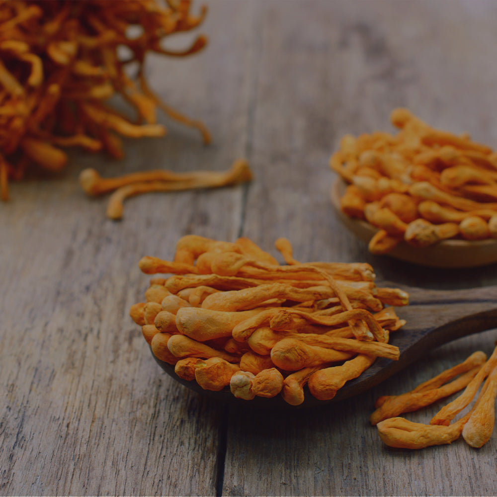 Cordyceps