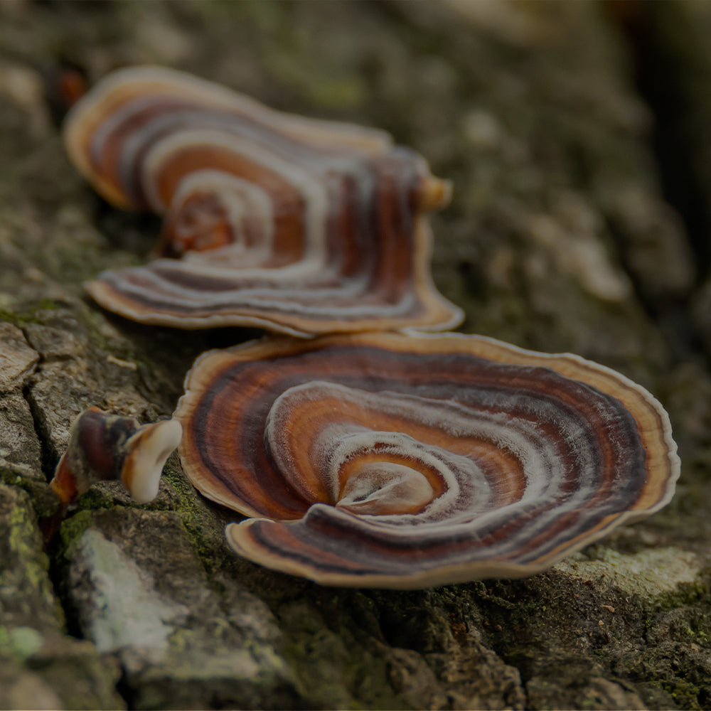 Turkey Tail